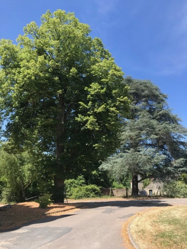 Photos 4 - Prestige - Château à VIERZON (18)