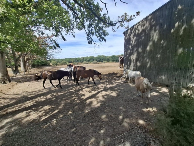 Photos 1 - Équestre - Centre équestre d'exception à vendre - À seulement 30 min