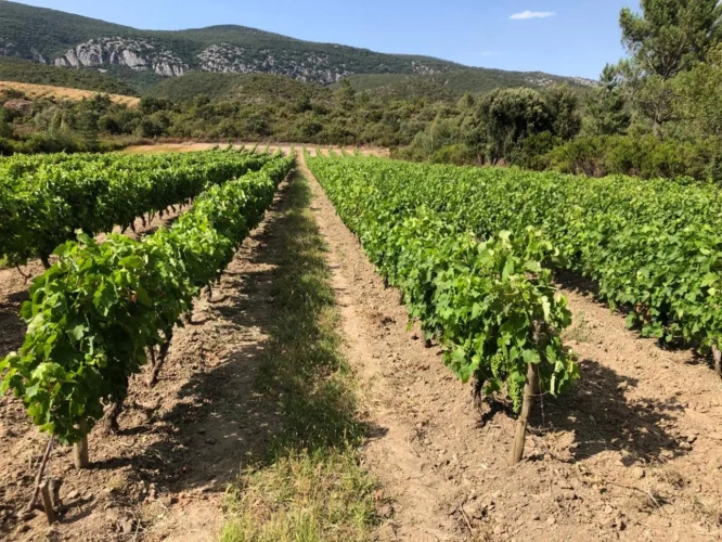 Photos 10 - Viticole - A vendre -DOMAINE VITICOLE MAS TERRA