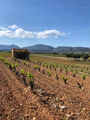 Photos 11 - Viticole - A vendre -DOMAINE VITICOLE MAS TERRA