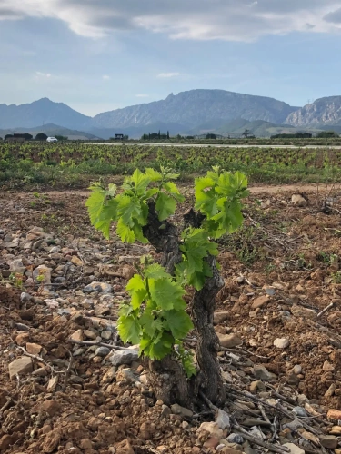 Photos 12 - Viticole - A vendre -DOMAINE VITICOLE MAS TERRA