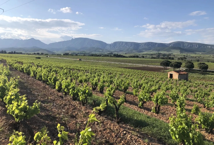Photos 13 - Viticole - A vendre -DOMAINE VITICOLE MAS TERRA
