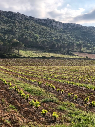 Photos 18 - Viticole - A vendre -DOMAINE VITICOLE MAS TERRA