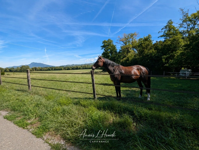 Photos 10 - Prestige - Propriété de charme en pierre avec installations équestres