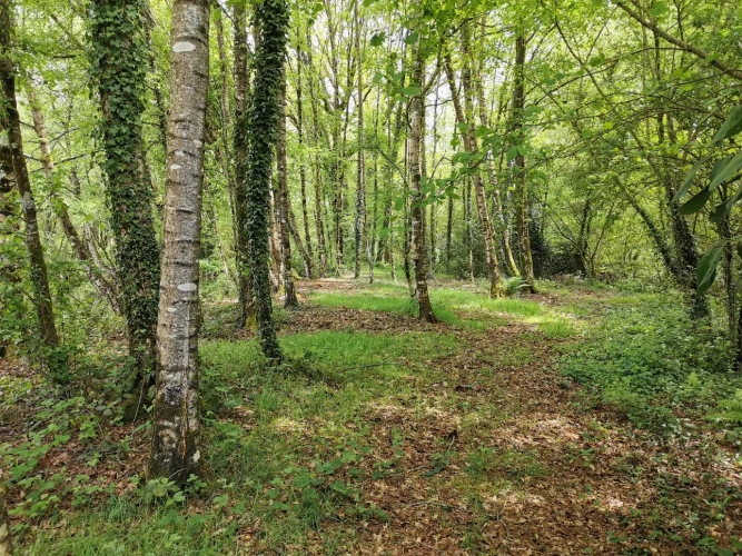 Photos 1 - Rurale - Etang et bois
