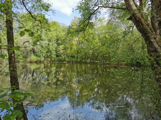 Photos 4 - Rurale - Etang et bois