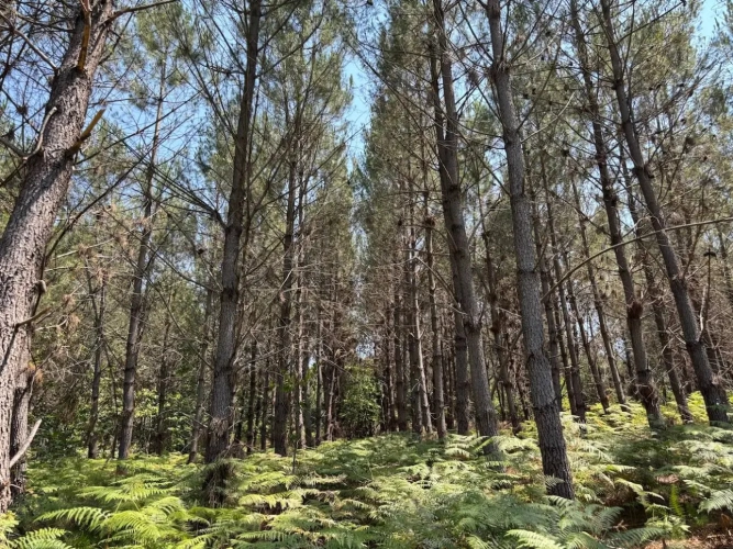 Photos 1 - Forestière - FORÊT MIXTE À FORT POTENTIEL CYNÉGÉTIQUE