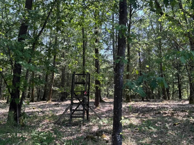 Photos 2 - Forestière - FORÊT MIXTE À FORT POTENTIEL CYNÉGÉTIQUE