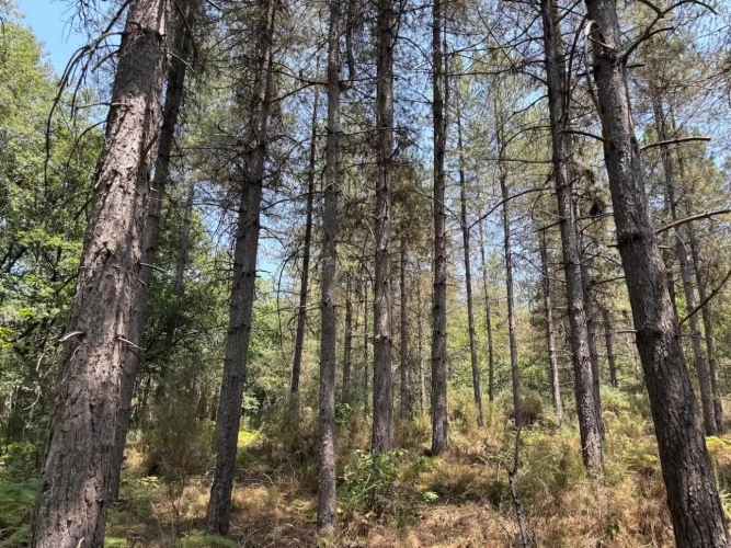 Photos 3 - Forestière - FORÊT MIXTE À FORT POTENTIEL CYNÉGÉTIQUE