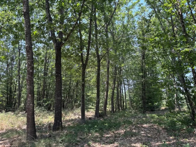 Photos 4 - Forestière - FORÊT MIXTE À FORT POTENTIEL CYNÉGÉTIQUE