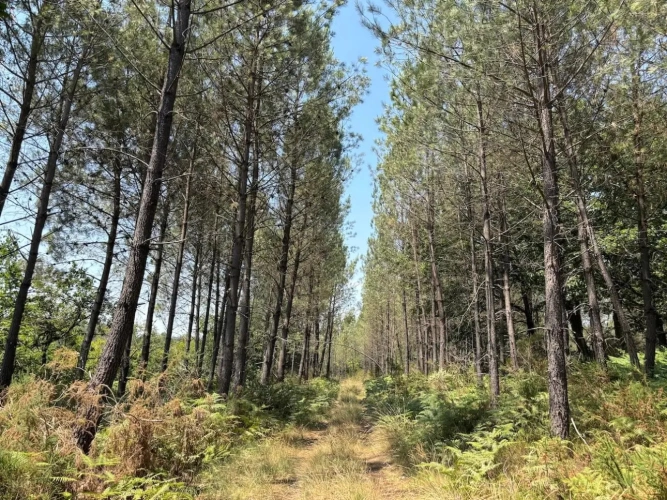 Photos 6 - Forestière - FORÊT MIXTE À FORT POTENTIEL CYNÉGÉTIQUE