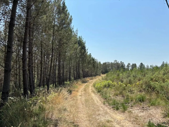 Photos 7 - Forestière - FORÊT MIXTE À FORT POTENTIEL CYNÉGÉTIQUE