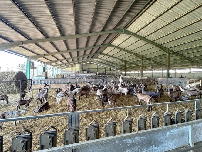 Photos 1 - Agricole - Ovins / Caprins