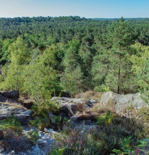 Photos 1 - Rurale - ESSONNE (91)   PROPRIÉTÉ FORESTIÈRE DE 16,63 HA