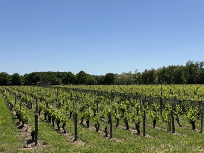 Photos 4 - Viticole - Domaine viticole d'exception à vendre   AOC Châteaumeillant