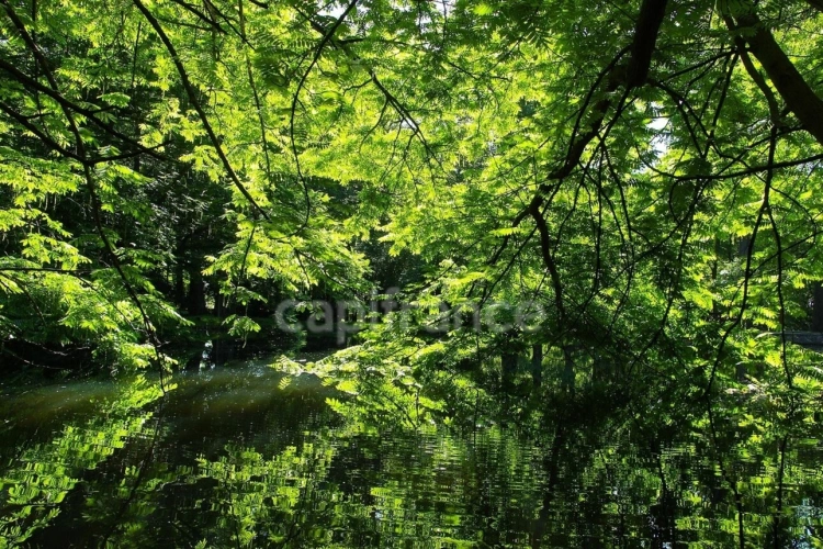 Photos 2 - Prestige - Propriété FORESTIERE GIRY (58)