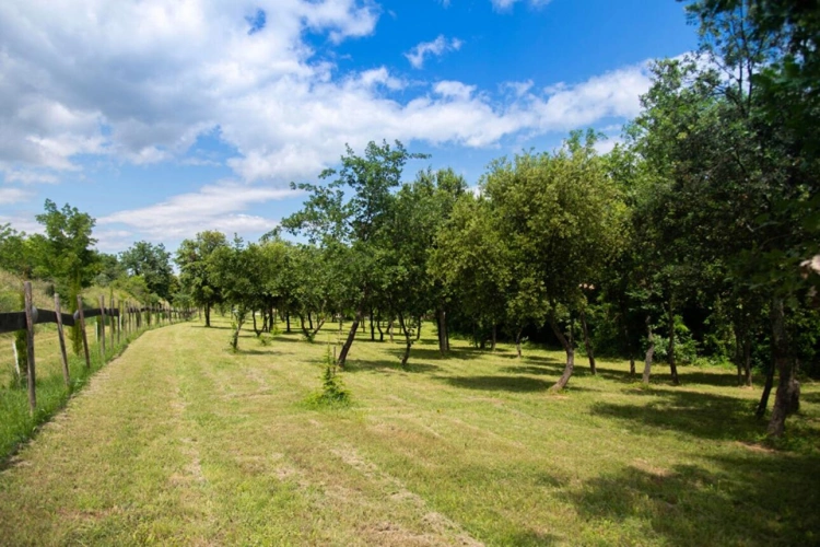 Photos 28 - Prestige - Domaine provençal dans la vallée de Cèze