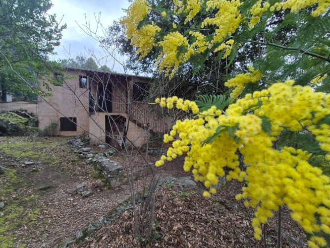 Photos 4 - Touristique - Propriete à vendre 7 pièces CORTE (20)