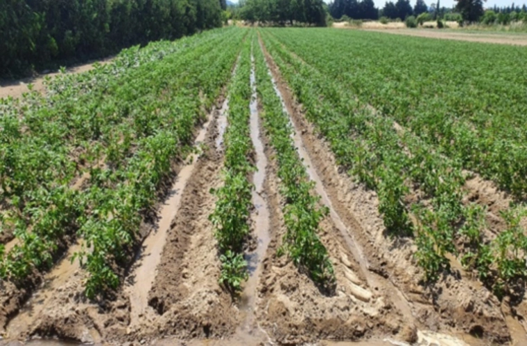 Photos 3 - Agricole - VENTE FERME EN POLYCULTURE ET ELEVAGE EN AB