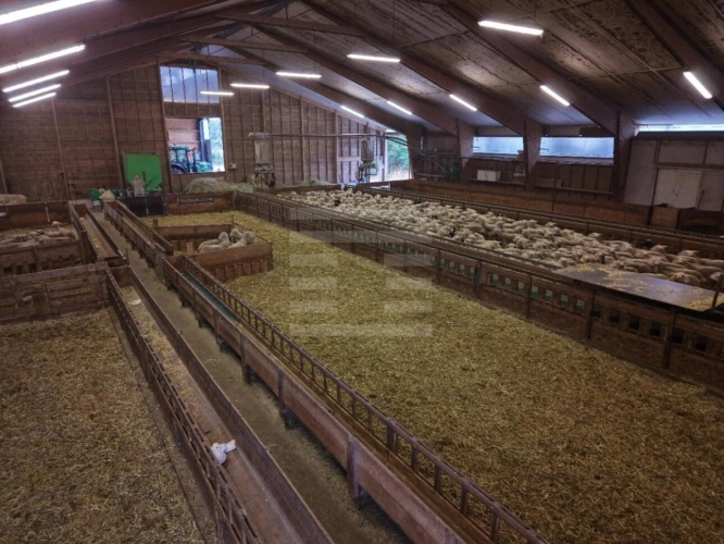 Photos 6 - Agricole - Ovins / Caprins