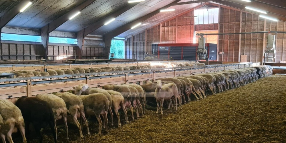 Photos 7 - Agricole - Ovins / Caprins