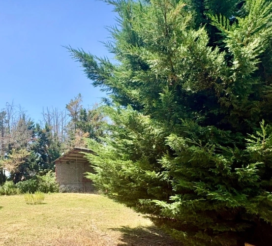 Photos 44 - Rurale - Tarbes – Propriété de caractère avec maison de 184 m² à rénover et près de 1 800 m² de bâtis
