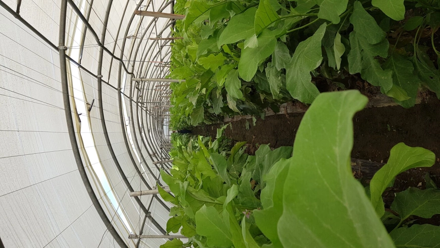 Photos 11 - Agricole - VENTE FERME EN POLYCULTURE ET ELEVAGE EN AB