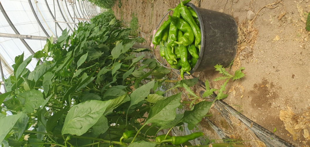 Photos 14 - Agricole - VENTE FERME EN POLYCULTURE ET ELEVAGE EN AB