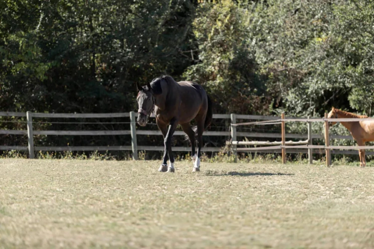 Photos 4 - Équestre - Opportunité rare en Ile de France