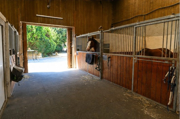 Photos 6 - Equestrian - Propriété équestre professionnelle - Idéale commerce et va