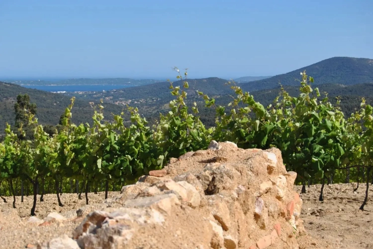 Photos 5 - Vineyard - EXCEPTIONAL VINEYARD ESTATE SAINT-TROPEZ GULF