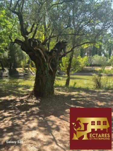 Photos 12 - Équestre - Propriété de charme sur 1ha de terrain au calme absolu sans