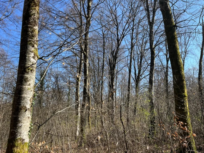 Photos 1 - Forestière - Groupement Forestier à la vente – patrimoine forestier de 22 ha