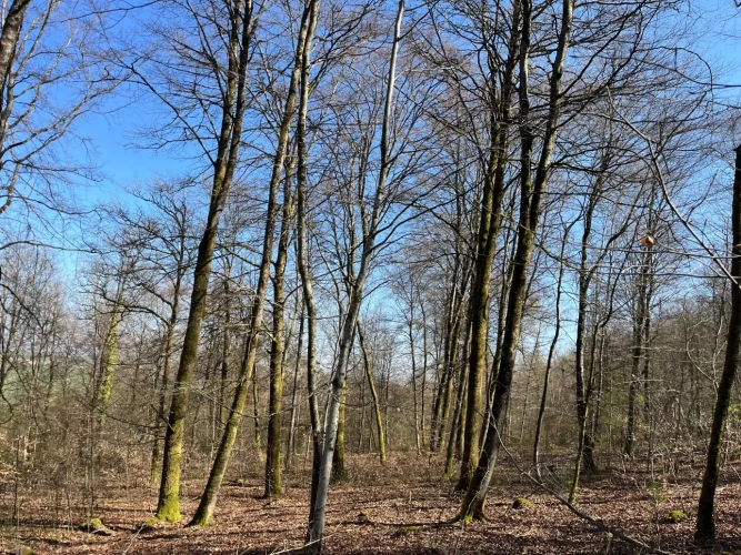 Photos 2 - Forestière - Groupement Forestier à la vente – patrimoine forestier de 22 ha