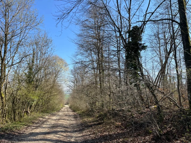 Photos 4 - Forestière - Groupement Forestier à la vente – patrimoine forestier de 22 ha