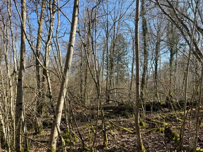 Photos 6 - Forestière - Groupement Forestier à la vente – patrimoine forestier de 22 ha