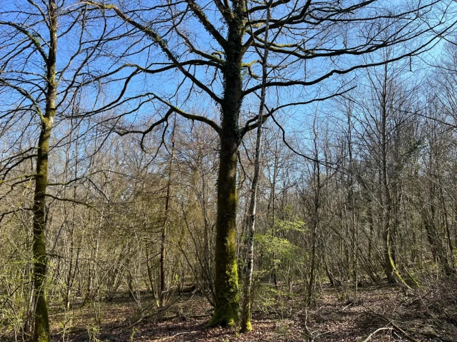Photos 7 - Forestière - Groupement Forestier à la vente – patrimoine forestier de 22 ha