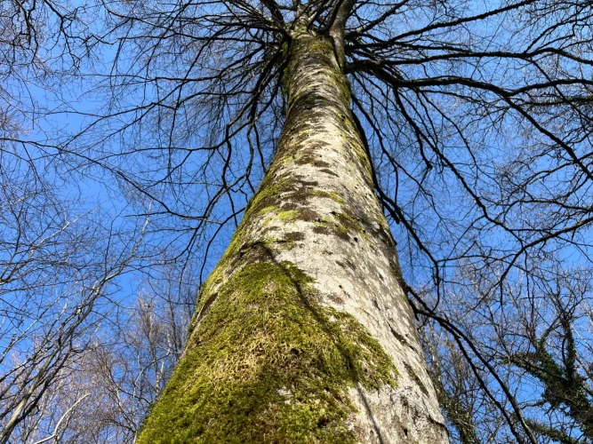 Photos 8 - Forestière - Groupement Forestier à la vente – patrimoine forestier de 22 ha