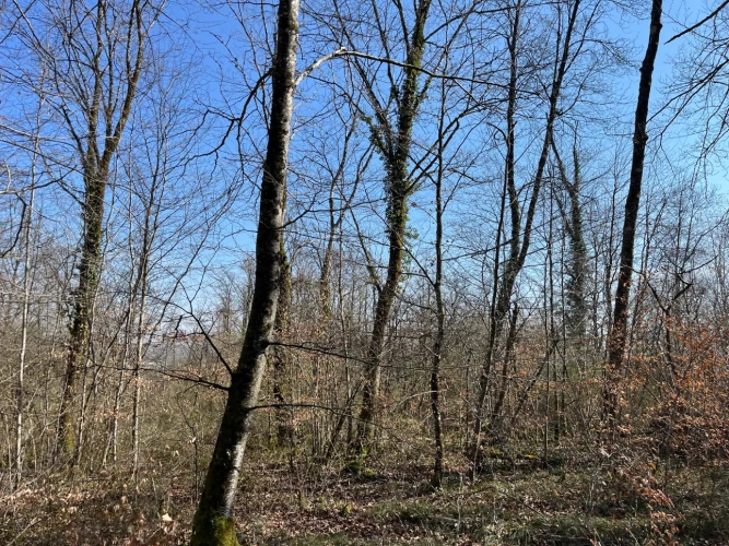 Photos 9 - Forestière - Groupement Forestier à la vente – patrimoine forestier de 22 ha