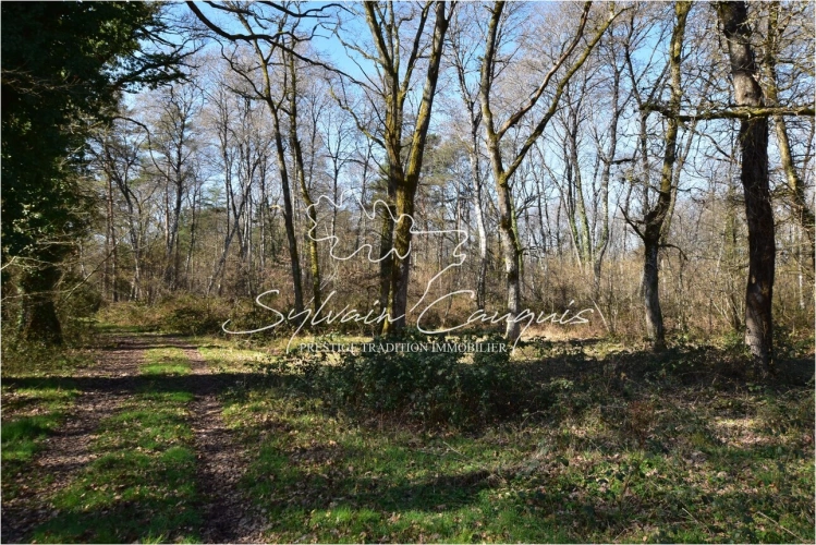 Photos 2 - Forestière - Propriété de Chasse ou d'Agrément de 60 hectares en Sologne