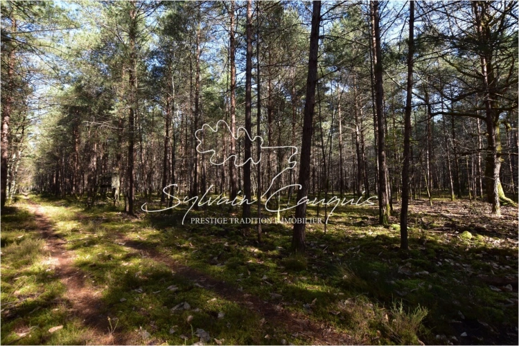 Photos 4 - Forestière - Propriété de Chasse ou d'Agrément de 60 hectares en Sologne