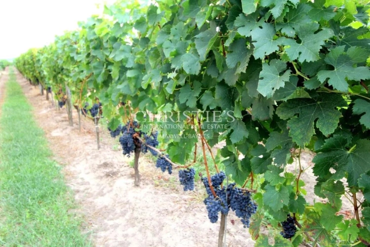 Photos 5 - Viticole - Propriété viticole en AOC Saint-Émilion Grand Cru