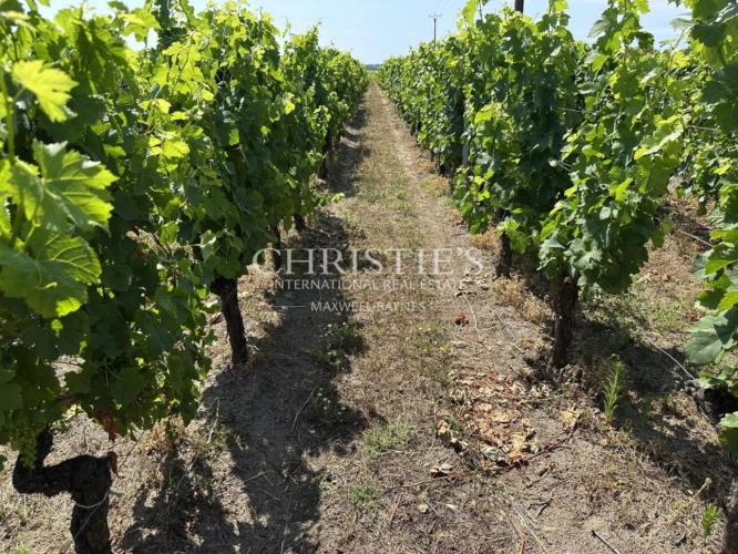 Photos 13 - Viticole - Propriété viticole en AOC Saint-Émilion Grand Cru