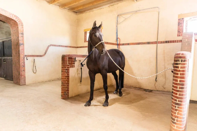 Photos 4 - Équestre - Domaine équestre au potentiel exceptionnel