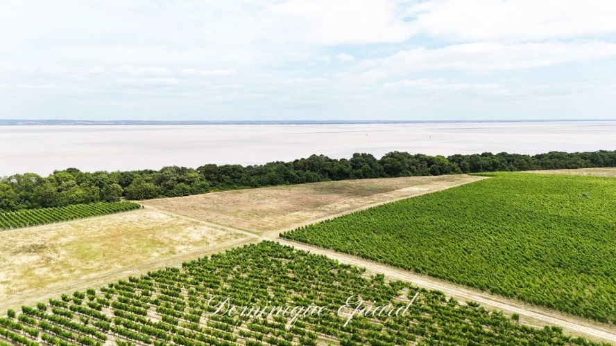 Photos 2 - Prestige - Exclusivité À VENDRE Vignoble Cru Bourgeois Médoc Vue exceptionnelle