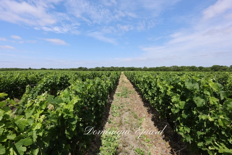 Photos 5 - Prestige - Exclusivité À VENDRE Vignoble Cru Bourgeois Médoc Vue exceptionnelle