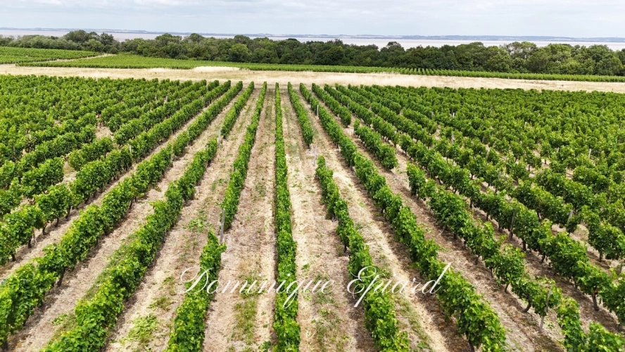 Photos 6 - Prestige - Exclusivité À VENDRE Vignoble Cru Bourgeois Médoc Vue exceptionnelle