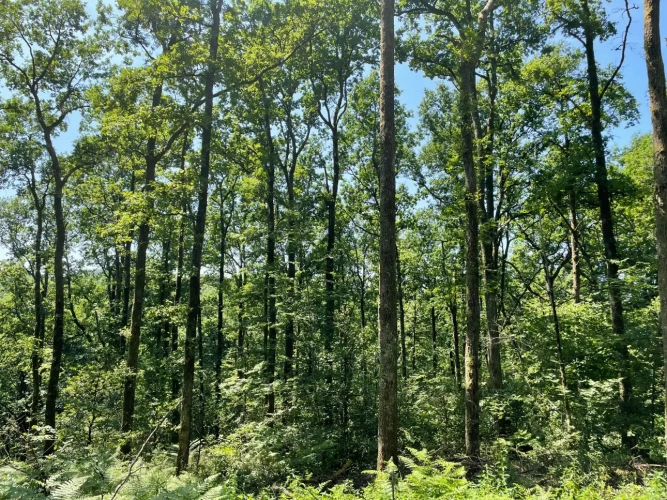 Photos 1 - Forestière - Propriété forestière de chênes, capitalisée en bois moyens et gros bois – 840 m³