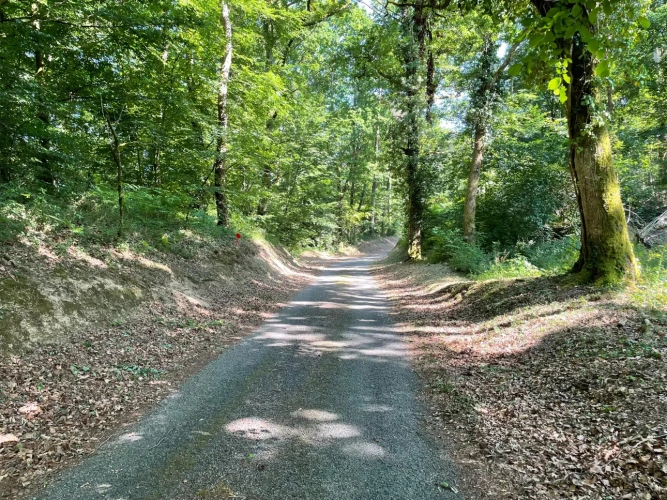 Photos 2 - Forestière - Propriété forestière de chênes, capitalisée en bois moyens et gros bois – 840 m³