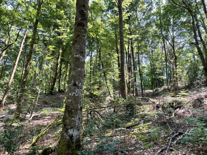 Photos 3 - Forestière - Propriété forestière de chênes, capitalisée en bois moyens et gros bois – 840 m³
